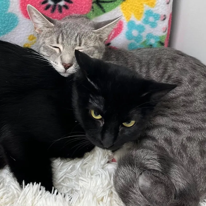 Tammy  Meili thumbnail 3