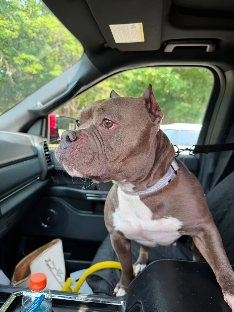 An adult medium-sized female Terrier dog named Gertrude for adoption in Southold, NY