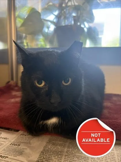 A senior small-sized male Domestic Short Hair cat named Ally Cat for adoption in Lowell, MA