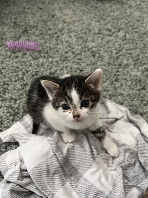 A baby small-sized female Domestic Medium Hair cat named Anna for adoption in Santa Maria, CA
