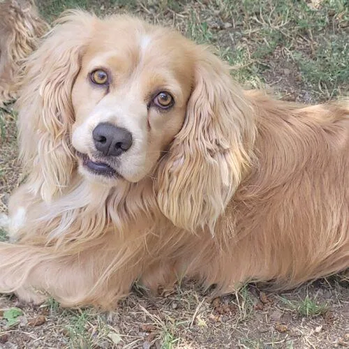 An adult medium-sized male Bicolor Cocker Spaniel dog named Tom N for adoption in Parker, CO