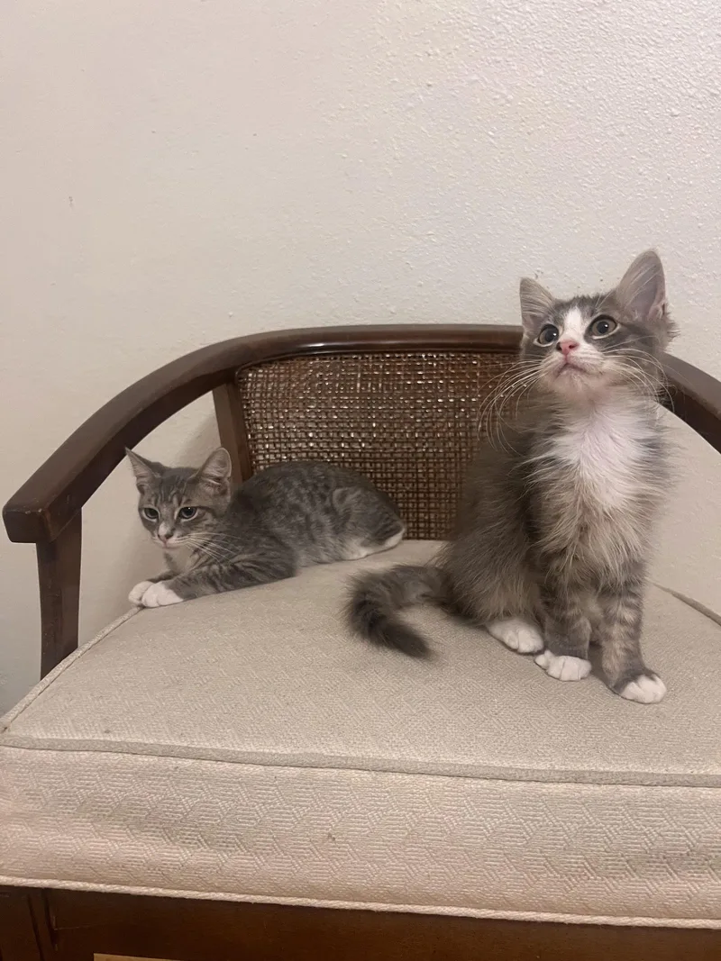 Puck Bonded With Pease