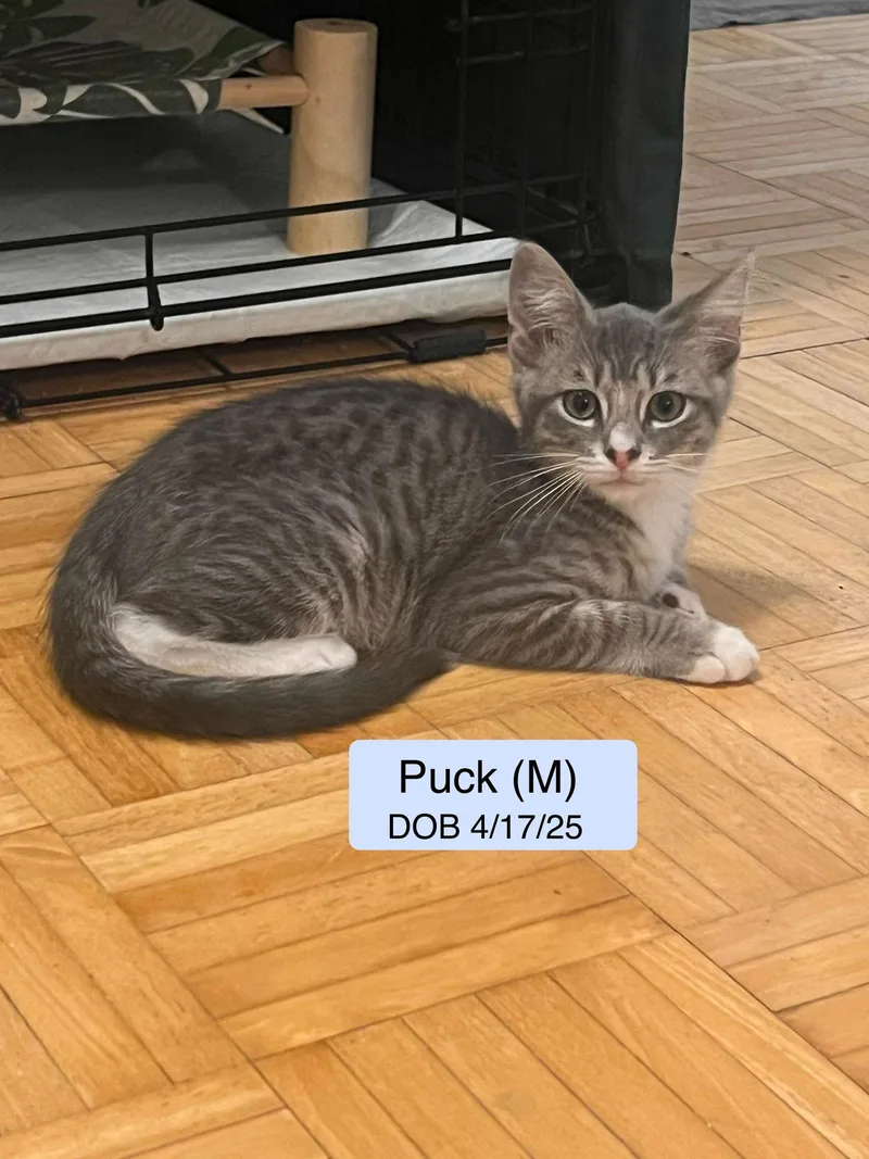 Puck Bonded With Pease thumbnail 2