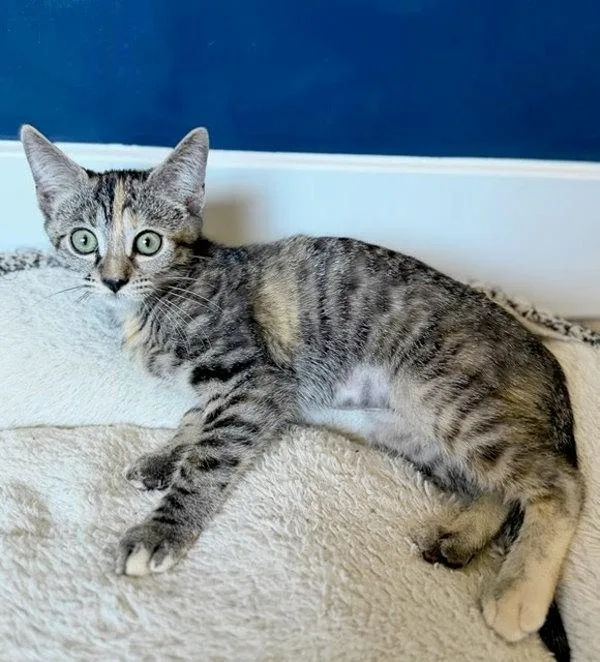 A baby small-sized female Domestic Short Hair cat named Ruby for adoption in Bonsall, CA