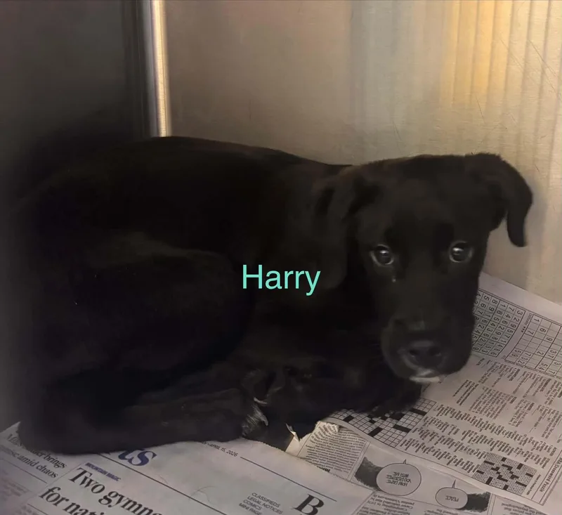 Harry