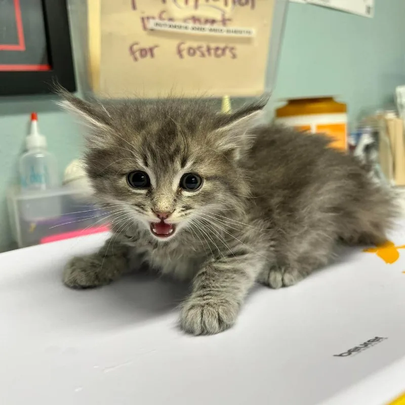 A baby small-sized male Gray / Blue / Silver Domestic Long Hair cat named Smokey for adoption in Edwardsville, IL