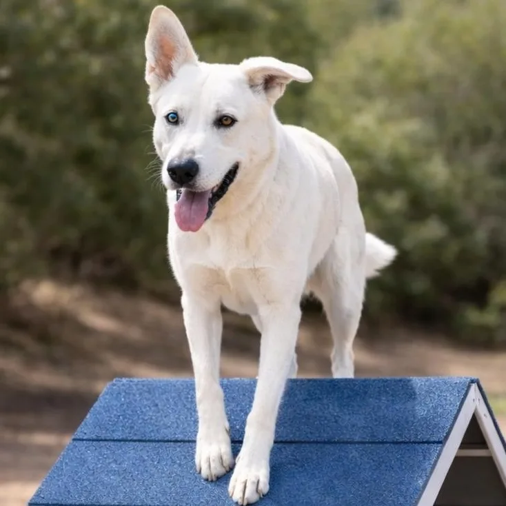A young large-sized male White / Cream German Shepherd Dog dog named Shamrock for adoption in las vegas, NV