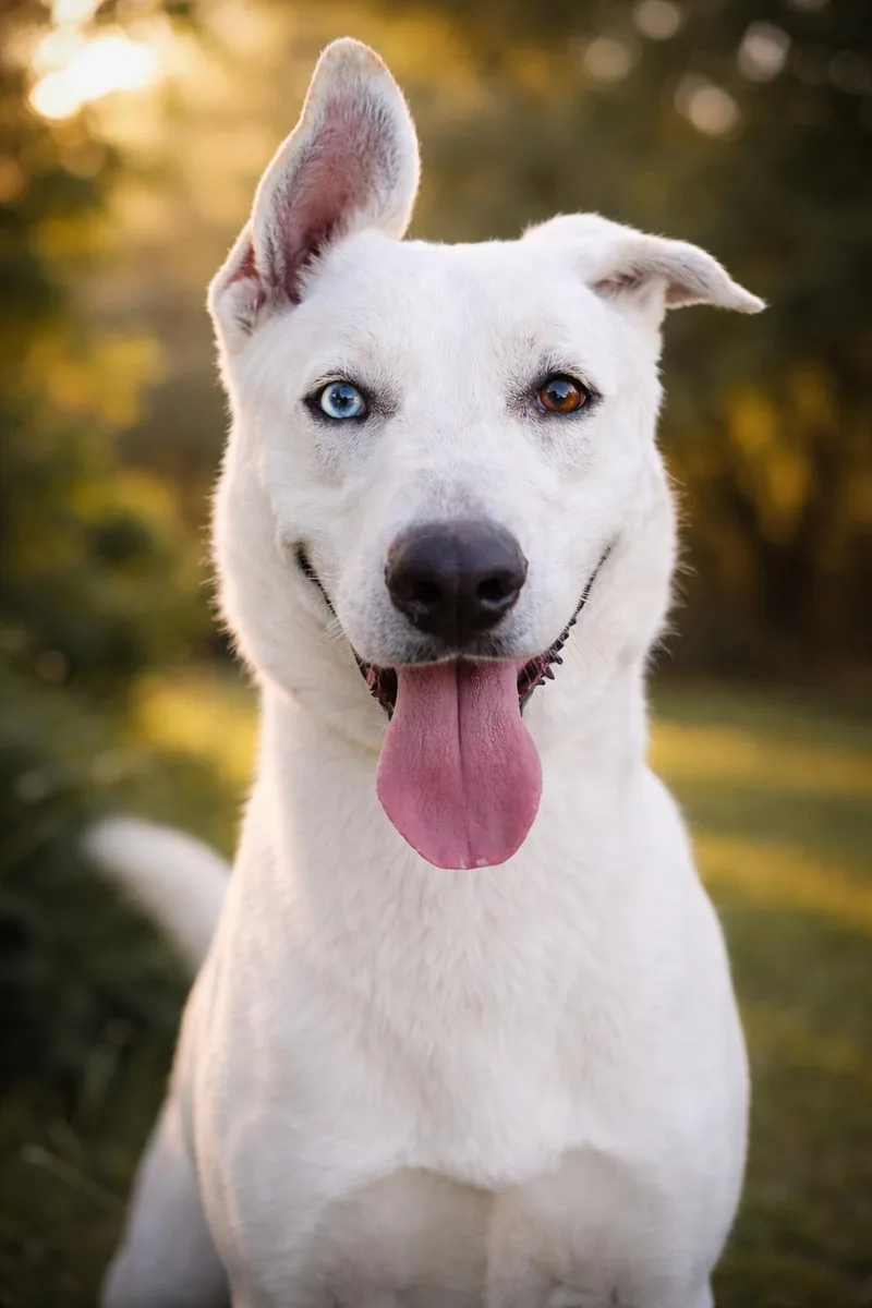 Shamrock thumbnail 3