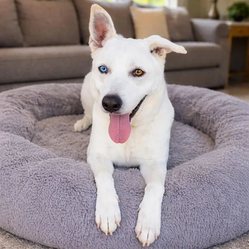 Shamrock thumbnail 4