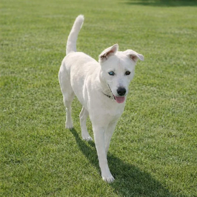 Shamrock thumbnail 5