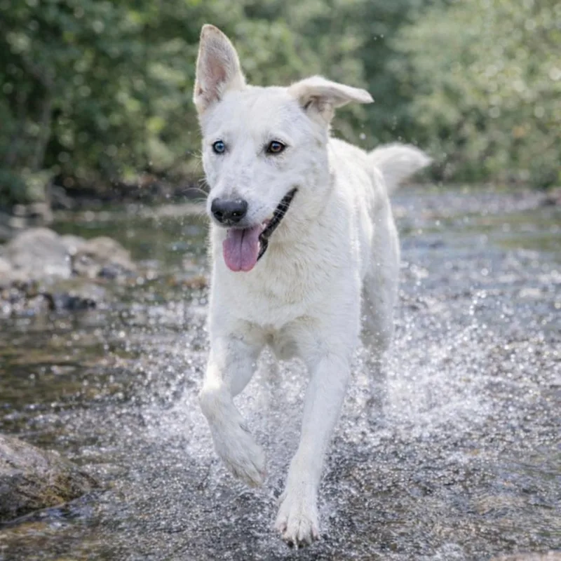 Shamrock thumbnail 6