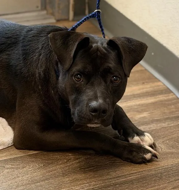 An adult medium-sized male Pit Bull Terrier dog named Oso for adoption in San Diego, CA