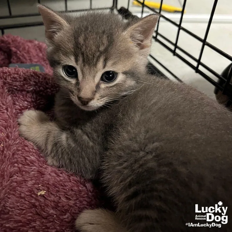 A baby medium-sized male Domestic Short Hair cat named Cuppa Folgers for adoption in Washington, DC