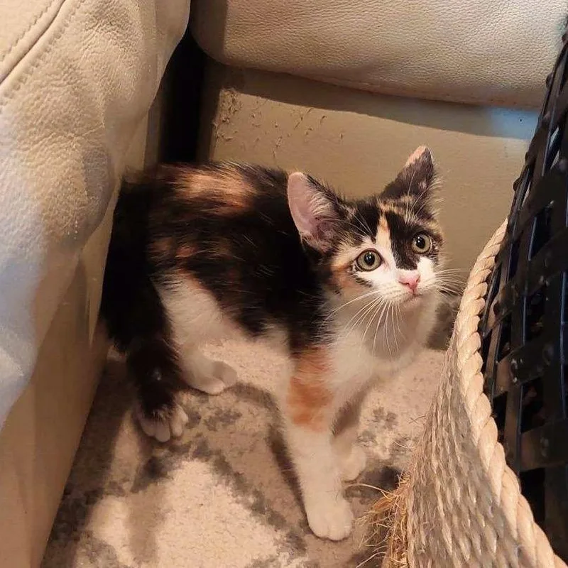 A baby small-sized female Calico American Shorthair cat named Sailor Moon for adoption in Boerne, TX