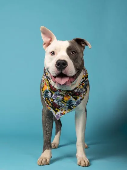 An adult large-sized male Pit Bull Terrier dog named Sesame Bagel for adoption in Atlanta, GA
