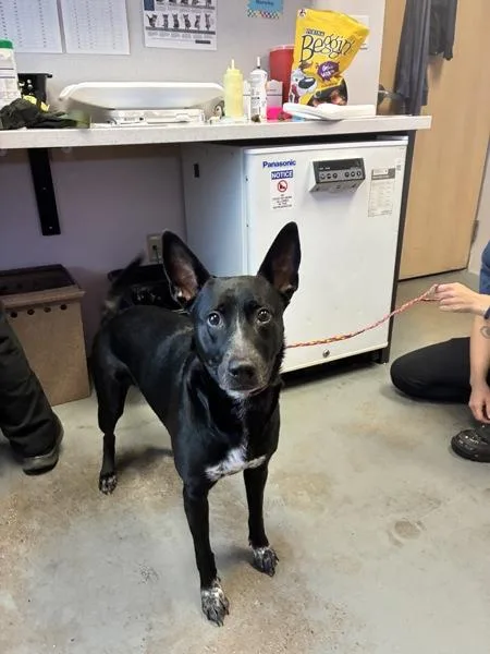 An adult medium-sized female German Shepherd Dog dog named Maisie for adoption in Salt Lake City, UT