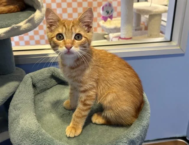 A baby small-sized male Manx cat named Bobby for adoption in Santa Clara, CA