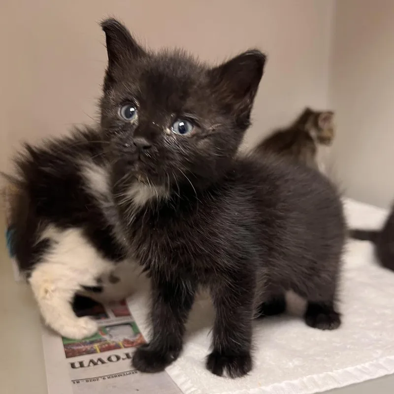 A baby small-sized female Domestic Short Hair cat named Aral for adoption in Harrisonburg, VA