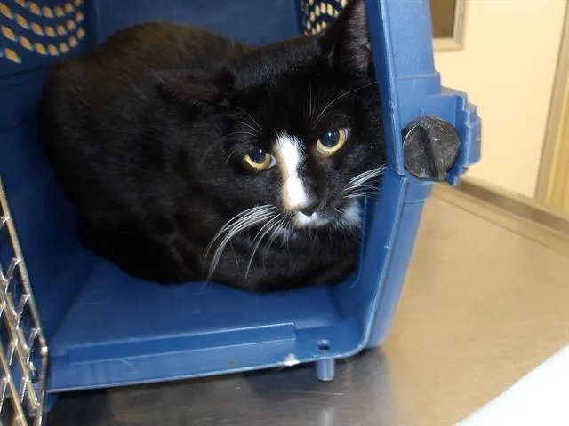 A young small-sized male Domestic Short Hair cat named Q for adoption in Santa Rosa, CA