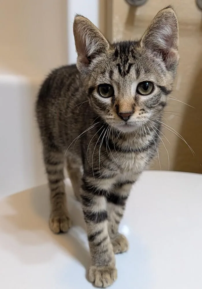 A baby small-sized female Tabby (Brown / Chocolate) Domestic Short Hair cat named Latte for adoption in Westfield, WI