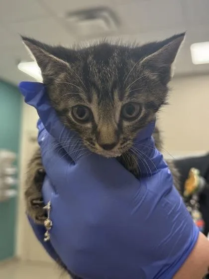 A baby small-sized male Domestic Short Hair cat named Steve for adoption in Fishers, IN