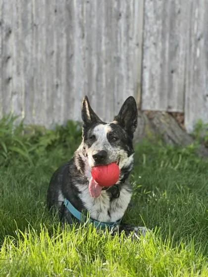 An adult large-sized female Mixed Breed dog named Frisbee for adoption in Westbrook, ME