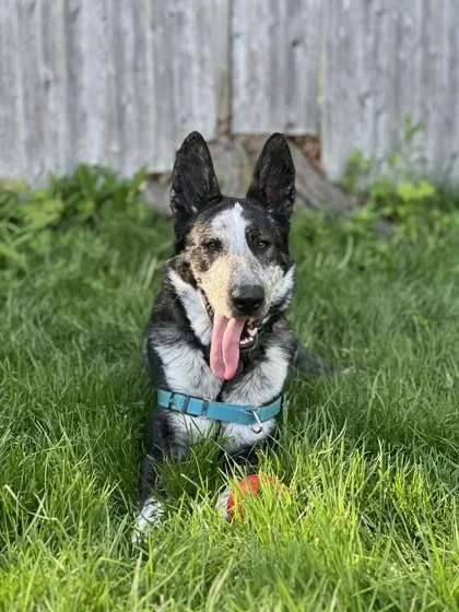 Frisbee thumbnail 3