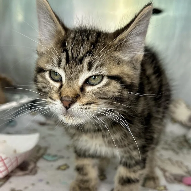 A baby small-sized male Gray / Blue / Silver Domestic Short Hair cat named Bryce for adoption in Matteson, IL