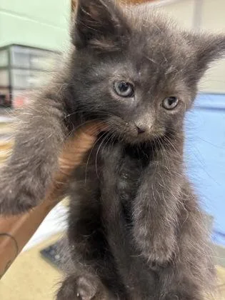 An adult small-sized male Domestic Short Hair cat named Blaze for adoption in Cincinnati, OH