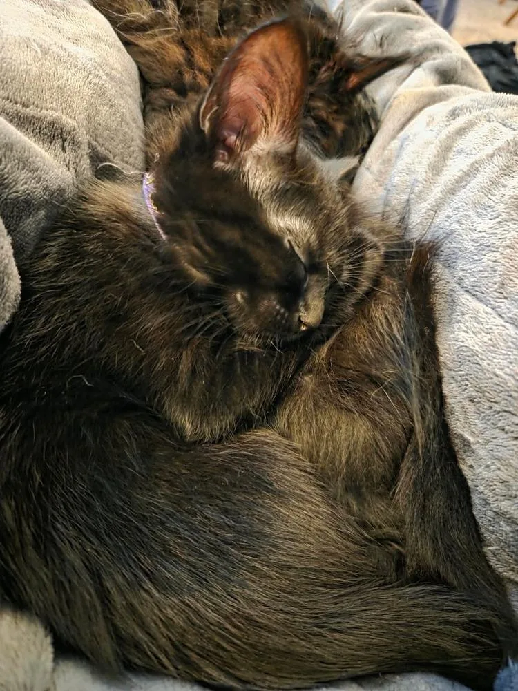 A baby medium-sized female Domestic Short Hair cat named Umbra for adoption in Plymouth, MI