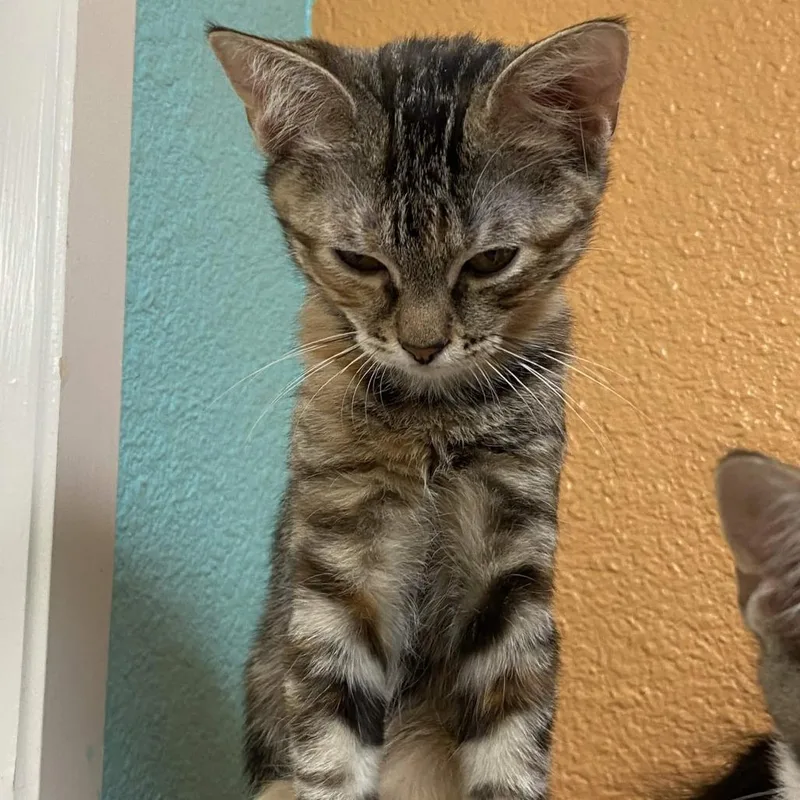A baby small-sized female Brown / Chocolate Domestic Short Hair cat named Maddie for adoption in Fresno, CA