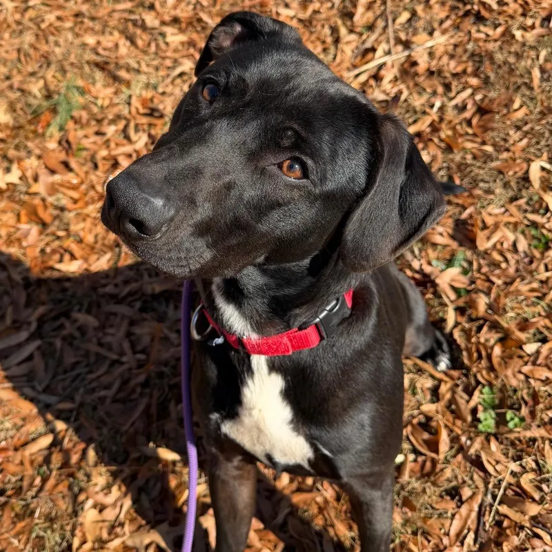 An adult large-sized male Mixed Breed dog named Sven for adoption in Asheville, NC