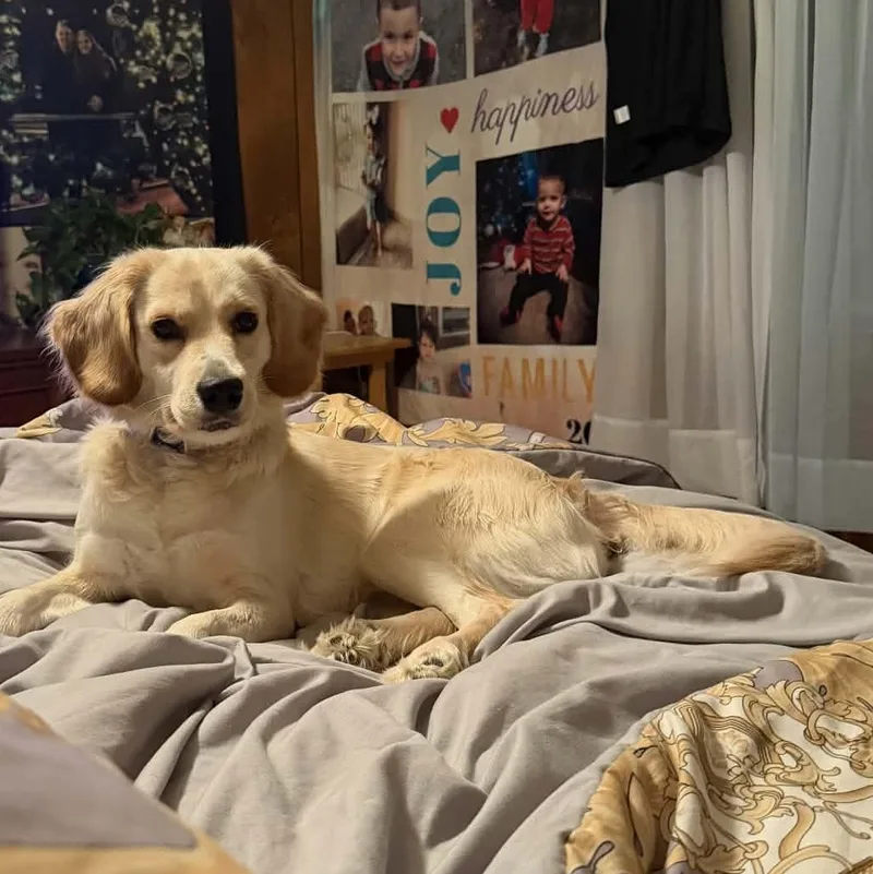 A young medium-sized female Golden Retriever dog named Pixie for adoption in Rogersville, TN