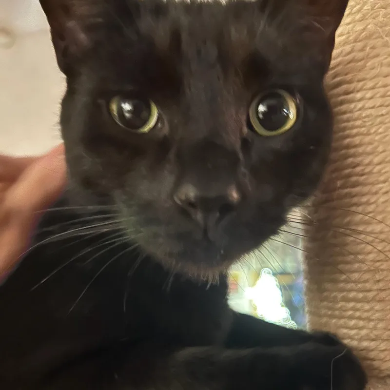 A young small-sized male Black Bombay cat named Zhimm for adoption in Staten Island, NY