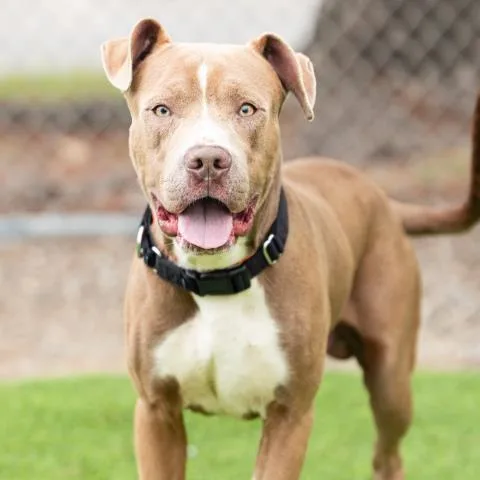 A young large-sized male Pit Bull Terrier dog named Tesla for adoption in Camarillo, CA