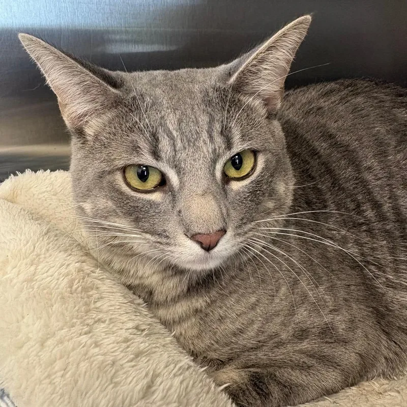A young medium-sized male Domestic Short Hair cat named Yang for adoption in Madisonville, TN