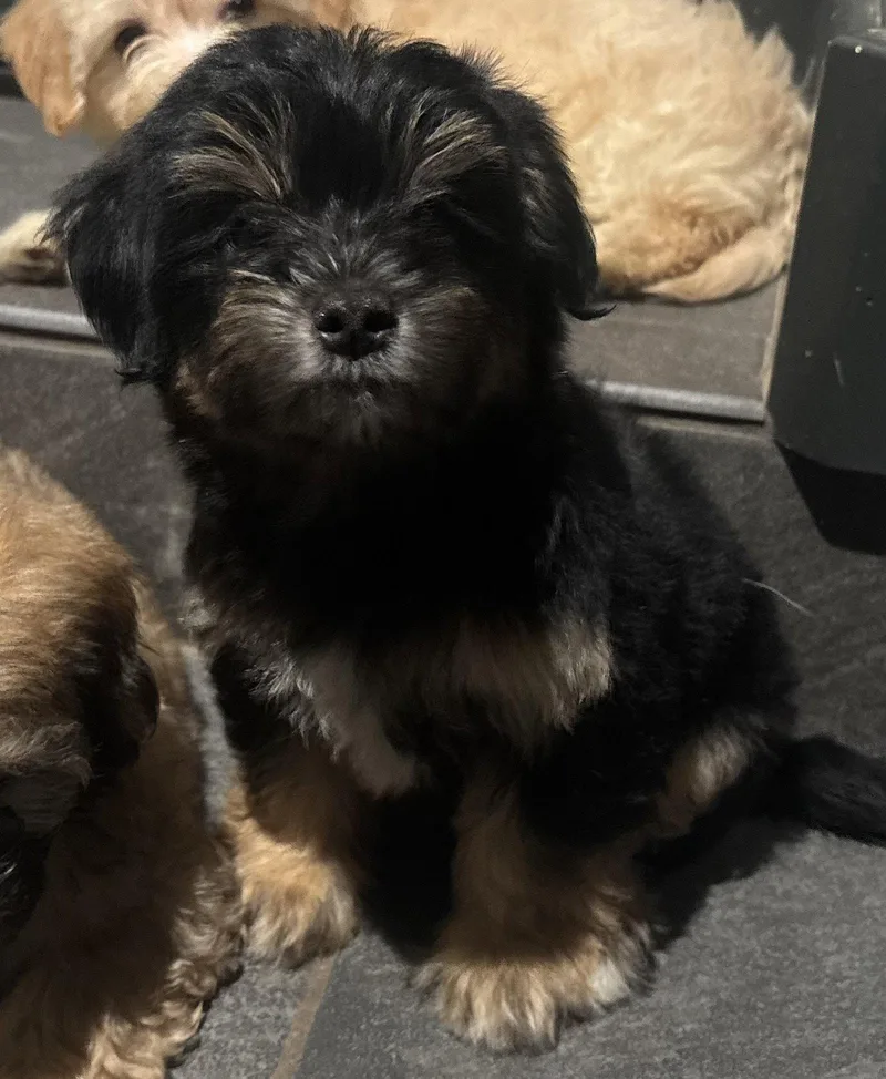 Benson