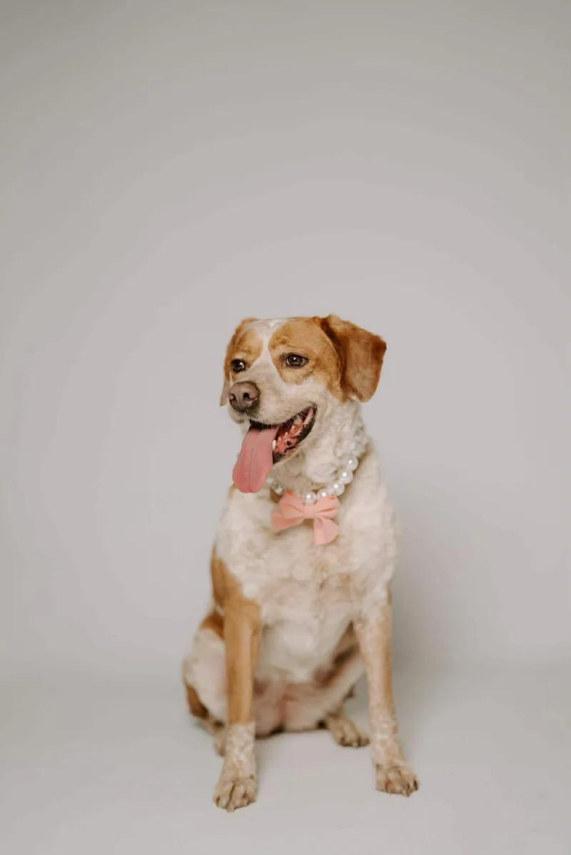 An adult medium-sized female White / Cream Australian Cattle Dog / Blue Heeler dog named Biscuit for adoption in Humble, TX
