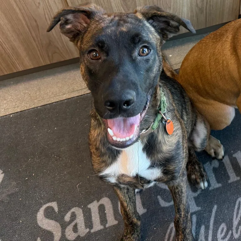 A young medium-sized male Mixed Breed dog named Forest for adoption in Sand Springs, OK