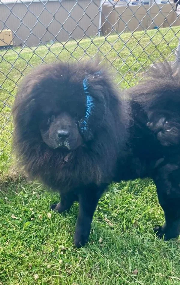 An adult medium-sized male Chow Chow dog named Rocky for adoption in Millersville, MD