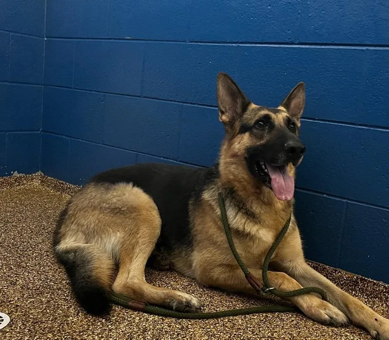 An adult large-sized male German Shepherd Dog dog named Birch for adoption in Hastings, MI