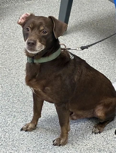 An adult small-sized male Chihuahua dog named Toby for adoption in Naples, FL