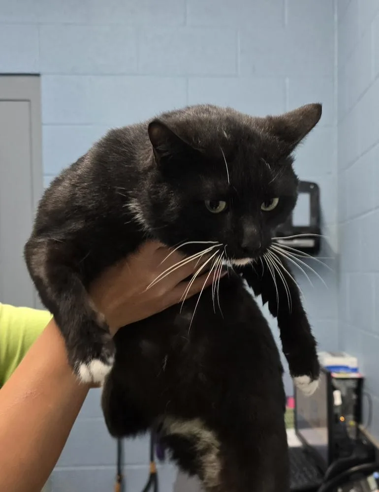 An adult small-sized male Black & White / Tuxedo Domestic Short Hair cat named Royal for adoption in Evansville, IN