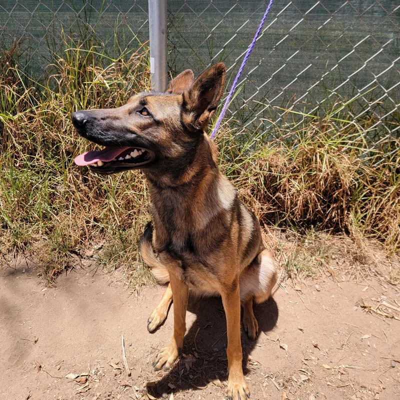A young medium-sized female Golden Belgian Shepherd / Malinois dog named Georgia for adoption in Camp Pendleton, CA