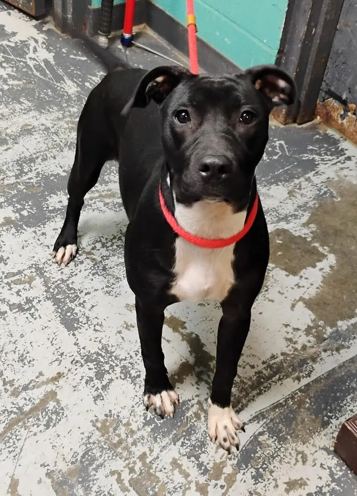 A baby medium-sized female Tricolor (Brown, Black, & White) Labrador Retriever dog named Poppy for adoption in New Lexington, OH