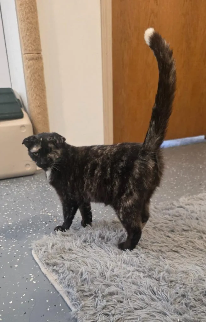 An adult medium-sized female Calico cat named Miss Winky Bubbles for adoption in Miami, OK