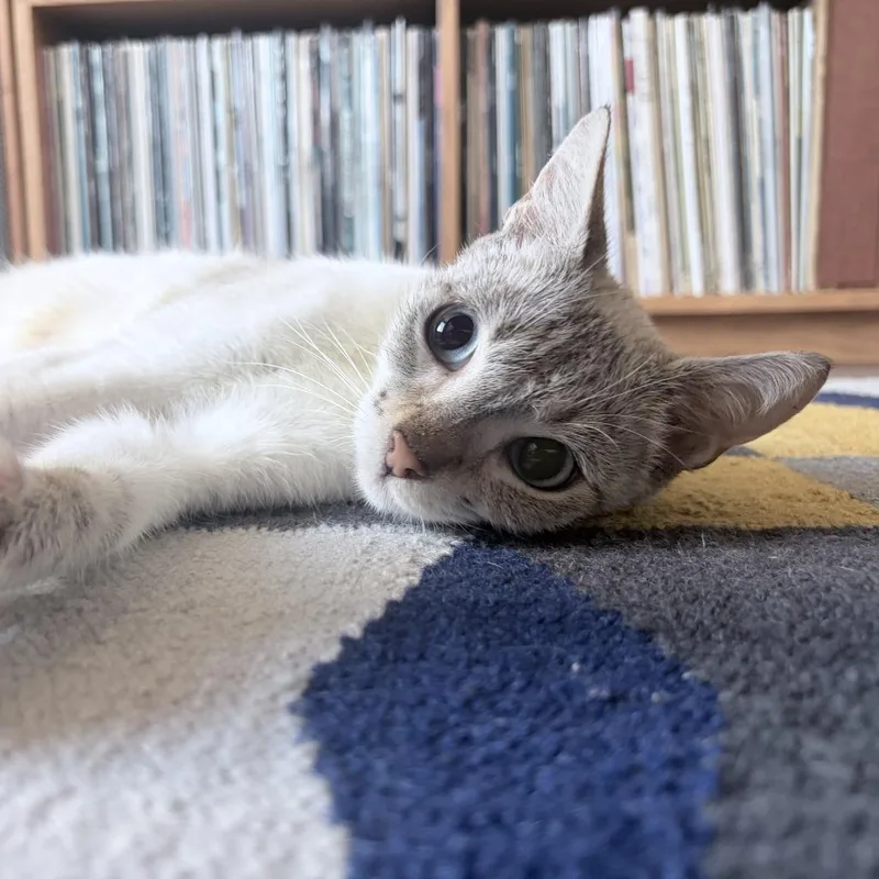 An adult medium-sized female Domestic Short Hair cat named Goodall for adoption in Los Angeles, CA