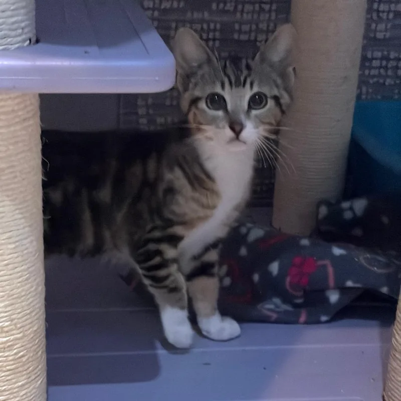 A baby small-sized female Domestic Short Hair cat named Eveie for adoption in Pleasanton, CA