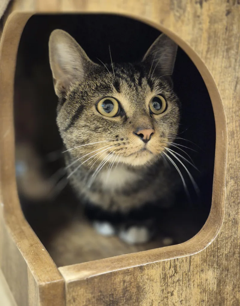 An adult medium-sized male Domestic Short Hair cat named Clive for adoption in Schertz, TX