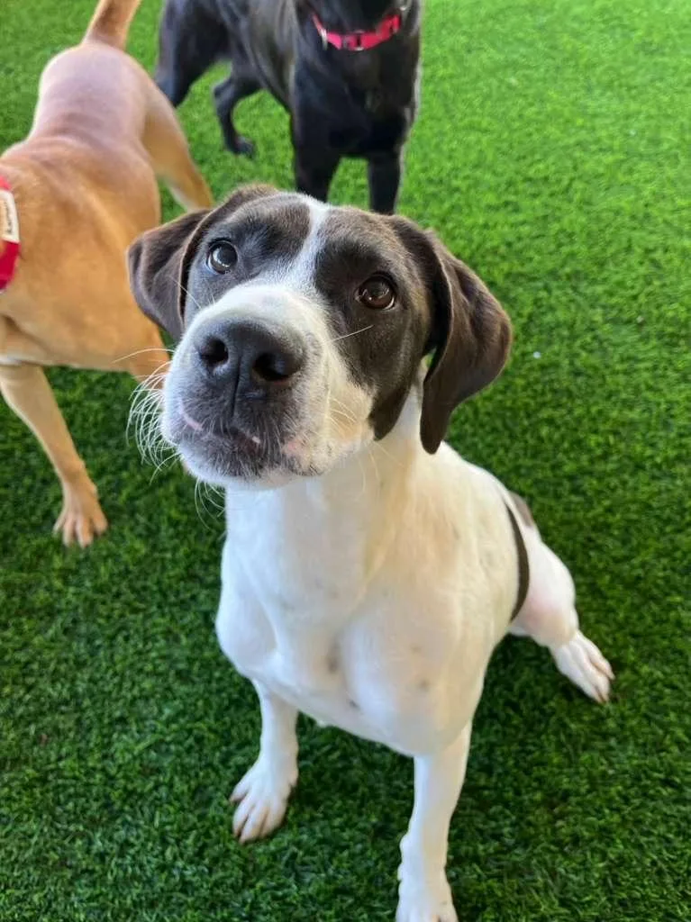 An adult medium-sized male Black Mixed Breed dog named Hart for adoption in Brooklyn, NY